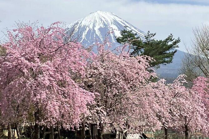 Tokyo: Mt. Fuji & Lake Kawaguchiko 1Day Bus Tour with Lunch - A Deep Dive into the Tour Experience