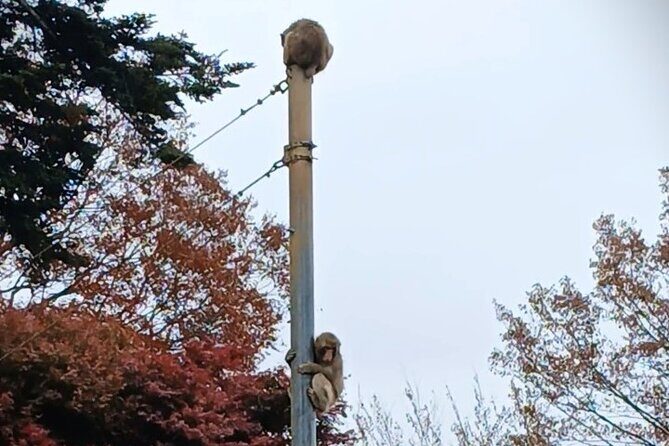 Tokyo: Mt. Takao Tour with Ramen and Tattoo-Okay Hot Spring - Lunch: Local Ramen and Soba