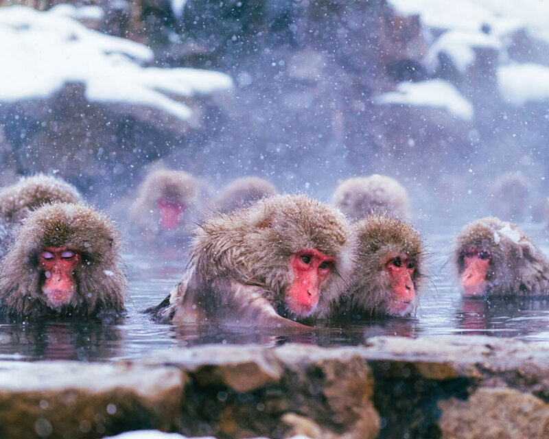 Tokyo | Nagano Departure: Jigokudani Monkey Park Snow Monkey Hot Spring, Beef Sukiyaki | Togakushi Shrine Secret, Zenkoji Nakamise-dori | Limited-time Iiyama Snow Hut, Beef Sukiyaki - At a glance