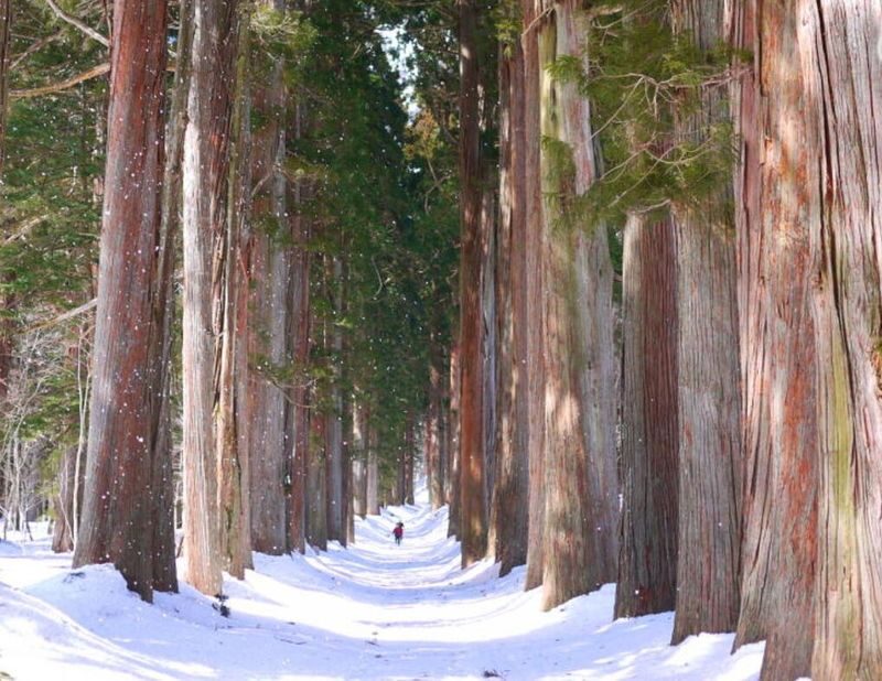Tokyo | Nagano Departure: Jigokudani Monkey Park Snow Monkey Hot Spring, Beef Sukiyaki | Togakushi Shrine Secret, Zenkoji Nakamise-dori | Limited-time Iiyama Snow Hut, Beef Sukiyaki - Three Nagano days, three different moods