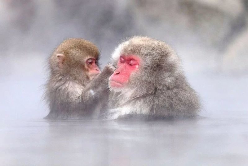 Tokyo | Nagano Departure: Jigokudani Monkey Park Snow Monkey Hot Spring, Beef Sukiyaki | Togakushi Shrine Secret, Zenkoji Nakamise-dori | Limited-time Iiyama Snow Hut, Beef Sukiyaki - Getting there, and making the day work