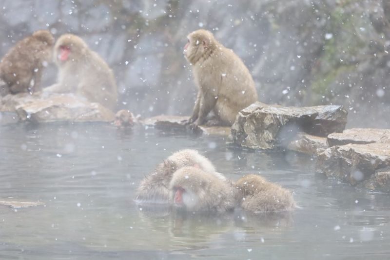 Tokyo | Nagano Departure: Jigokudani Monkey Park Snow Monkey Hot Spring, Beef Sukiyaki | Togakushi Shrine Secret, Zenkoji Nakamise-dori | Limited-time Iiyama Snow Hut, Beef Sukiyaki - What the price buys, and what it does not