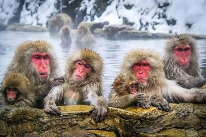 Tokyo Nagano Snow Monkey Park and Zenkoji Temple English driver - The Practicalities and Overall Value