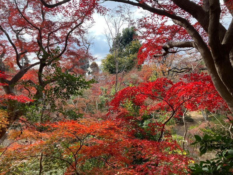 Tokyo Nature Walk and Cooking Class - Cooking with Tomoko
