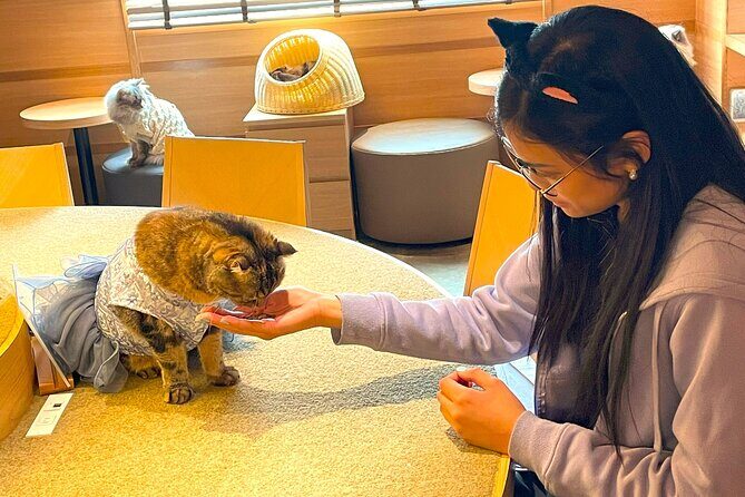 Tokyo Night Cat Tour: Cat Bookstore, Shinjuku Cat Cafe & 3D Cat - Tokyo Night Cat Tour: Cat Bookstore, Shinjuku Cat Cafe & 3D Cat