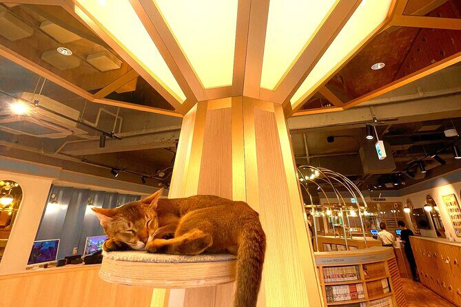 Tokyo Night Cat Tour: Cat Bookstore, Shinjuku Cat Cafe & 3D Cat - Pricing & Value