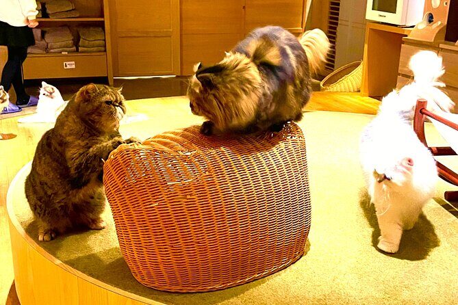 Tokyo Night Cat Tour: Cat Bookstore, Shinjuku Cat Cafe & 3D Cat - Final Thoughts