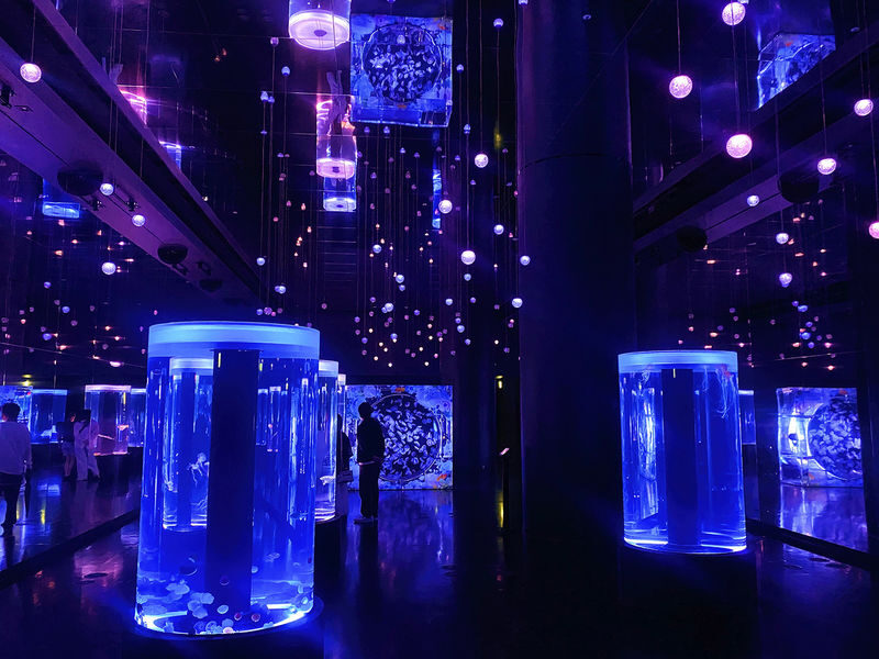 Tokyo: Night Electric Bike Tour with Tokyo Tower and Dolphin Show - Who should choose this ride?