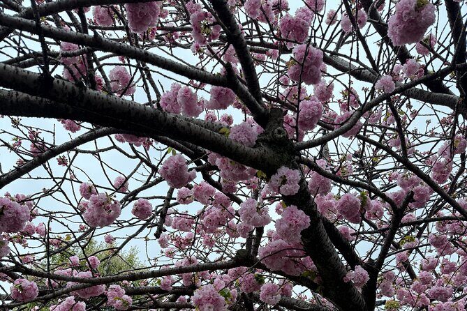 Tokyo or Yokohama Tours: Private, Customizable, Convenient! - Key Points