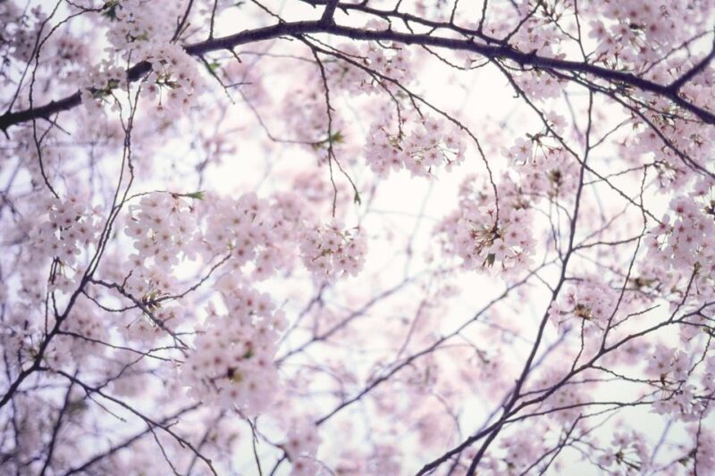 Tokyo: Photography Masterclass - Private Photo Lesson - The Sum Up