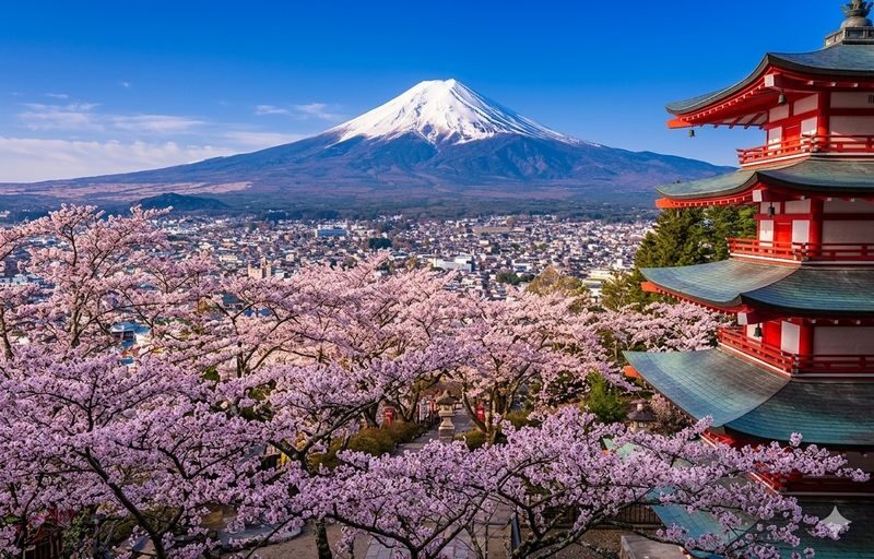 Tokyo Private Custom Chartered Free Tour V.I.P Luxury VIP Car Private Transfer & Chartered Service to Tokyo, Mount Fuji, Hakone, Kamakura, and other places. Customizable Itinerary. English, Chinese, Cantonese (Green Plate) - Picking the right vehicle for your group