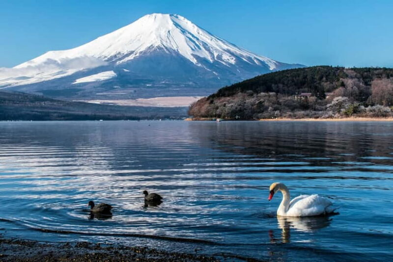 Tokyo : Private Luxury Tour To Mt Fuji With English Speaker - Exploring the Highlights