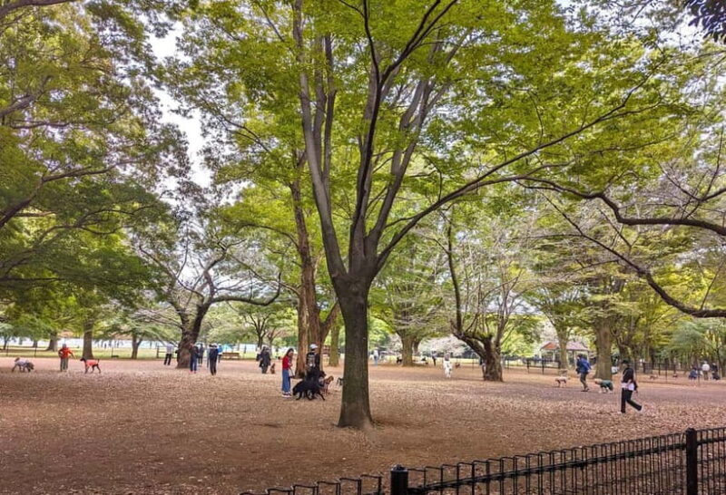 Tokyo: Private Morning Run with Sento Bath Experience - The Sento Bath: A Cultural Ritual