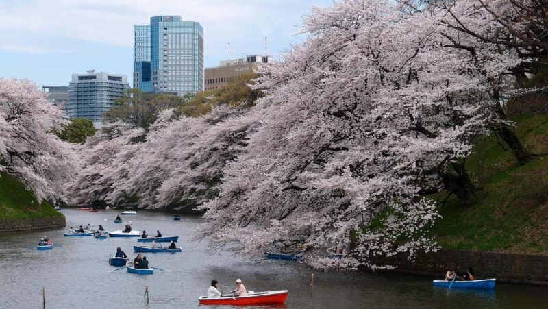 Tokyo Private Sightseeing Tour - A Closer Look at What You Can Expect