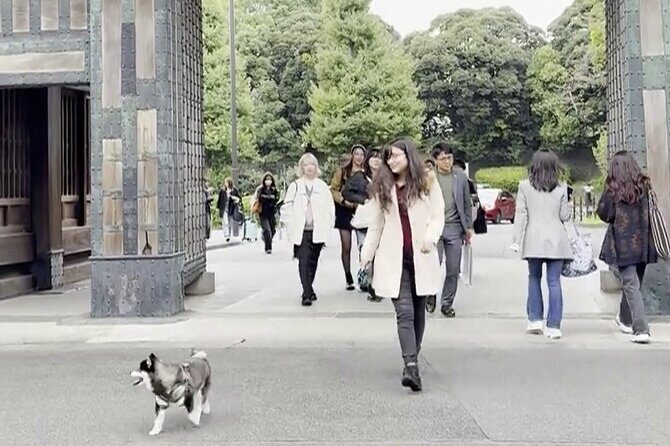 Tokyo Shiba Inu Walk | Picnic with Ginta at Edo Castle Gardens - Is this a good fit for you?