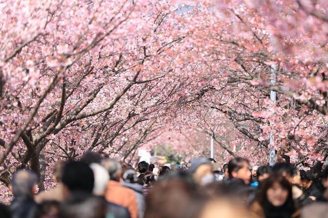Tokyo Spring Daytime (Cherry Blossom) Food Tour - Key Points