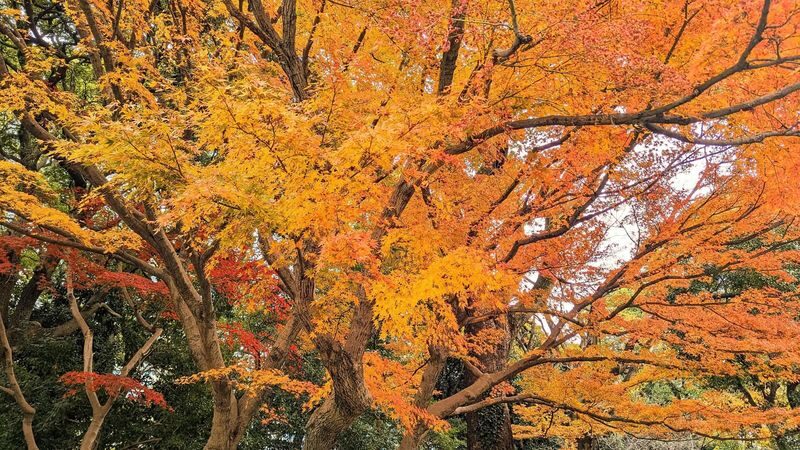 Tokyo Station & Imperial Palace 1-Hour Guided Tour - Price and what you get for it