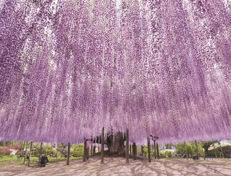 Tokyo Suburbs Flower Sea Day Trip: Ashikaga Flower Park Wisteria, Hitachi Seaside Park Nemophila, and Oarai Mentai Park Tour (Departure from Tokyo) - At a glance