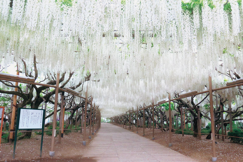 Tokyo Suburbs Flower Sea Day Trip: Ashikaga Flower Park Wisteria, Hitachi Seaside Park Nemophila, and Oarai Mentai Park Tour (Departure from Tokyo) - Three stops, one ambitious spring day