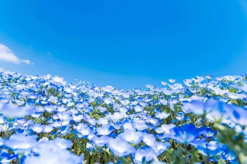 Tokyo Suburbs Flower Sea Day Trip: Ashikaga Flower Park Wisteria, Hitachi Seaside Park Nemophila, and Oarai Mentai Park Tour (Departure from Tokyo) - Hitachi Seaside Park: the blue hour of spring