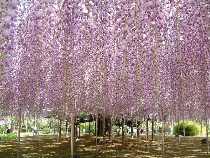 Tokyo Suburbs Flower Sea Day Trip: Ashikaga Flower Park Wisteria, Hitachi Seaside Park Nemophila, and Oarai Mentai Park Tour (Departure from Tokyo) - What the guide and transport add