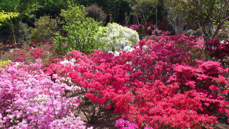 Tokyo Suburbs Flower Sea Day Trip: Ashikaga Flower Park Wisteria, Hitachi Seaside Park Nemophila, and Oarai Mentai Park Tour (Departure from Tokyo) - Price, season and the real value
