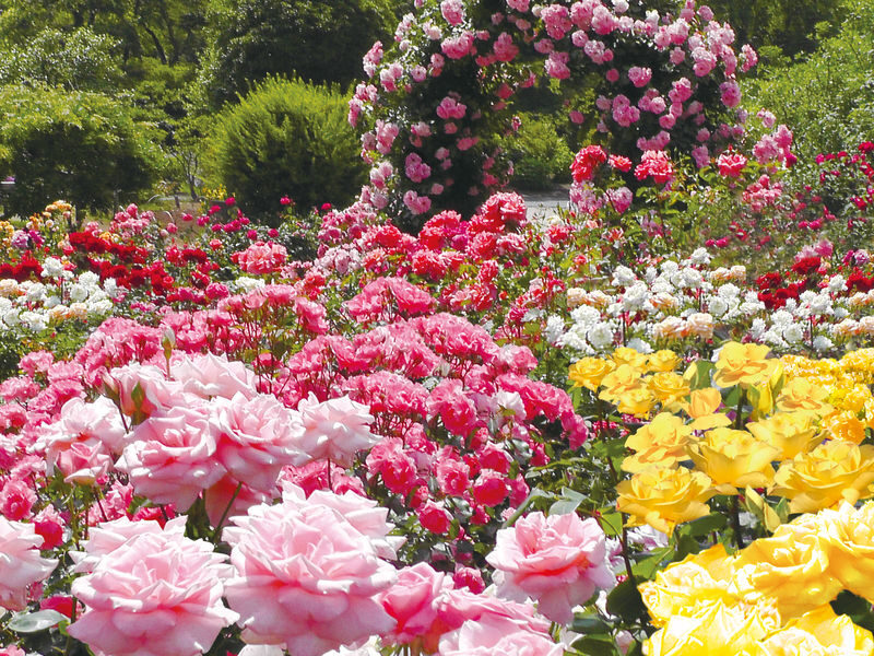 Tokyo Suburbs Flower Sea Day Trip: Ashikaga Flower Park Wisteria, Hitachi Seaside Park Nemophila, and Oarai Mentai Park Tour (Departure from Tokyo) - Should you book this flower day trip?