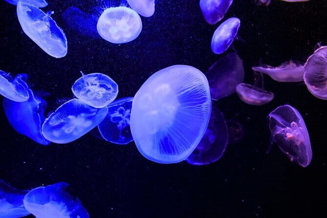 Tokyo Sumida Aquarium E-Ticket with Optional Tokyo Metro Pass - Who Will Appreciate This Experience?