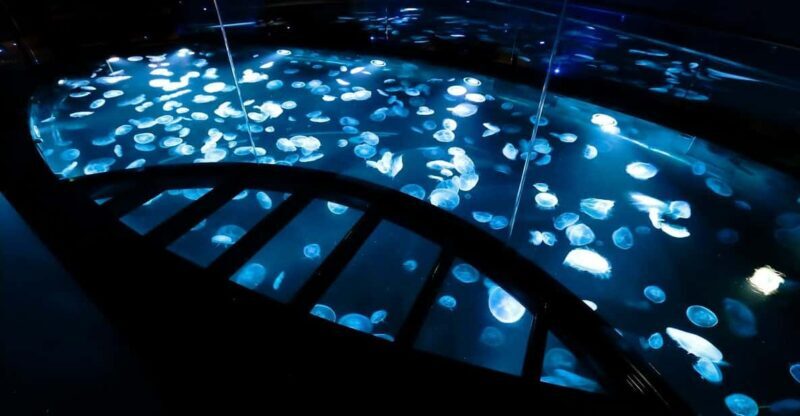 Tokyo: Sumida Aquarium Entry Ticket - Exploring the Sumida Aquarium: A Peaceful Escape in Tokyo
