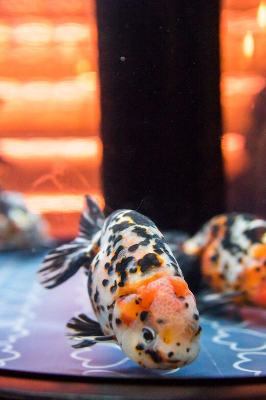 Tokyo: Sumida Aquarium Entry Ticket - FAQ