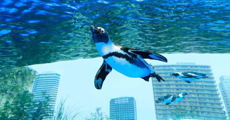 Tokyo: Sunshine Aquarium Entry Ticket - Price and Value
