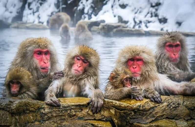Tokyo To Nagano (Snow Monkey Zenkoji Temple Private Tour) - Key Points