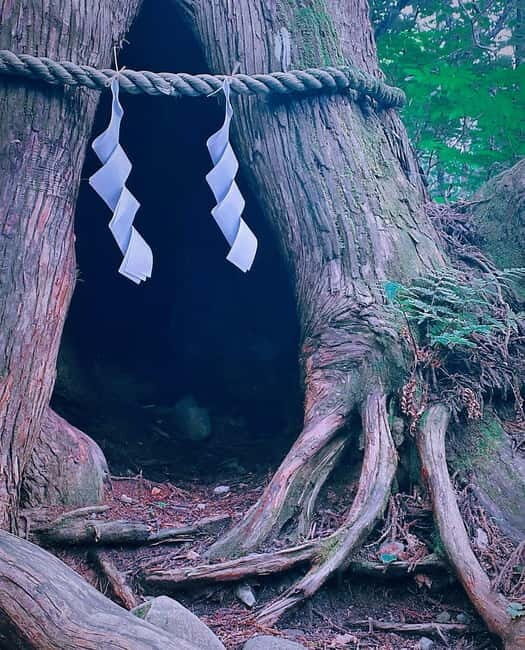 Tokyo: Togakushi Sacred Trail Day Tour with Shinkansen - Who Should Consider This Tour?