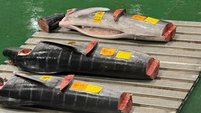 Tokyo Toyosu Market & Tsukiji Market: Tuna Auction & Seafood Breakfast Experience - Who should book this market morning?