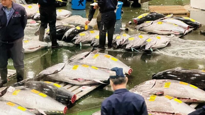 Tokyo: Toyosu Tuna Auction &Tsukiji Market Gourmet Adventure - FAQs