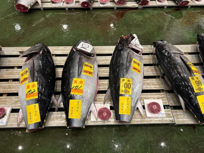 Tokyo Toyosu Tuna Auction w Dealer + Sushi (Standard to VIP) - An In-Depth Look at the Tokyo Toyosu Tuna Auction Tour