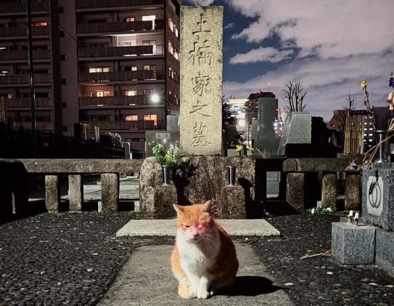Tokyo: True Crime And Ghost Stories Tour - FAQ