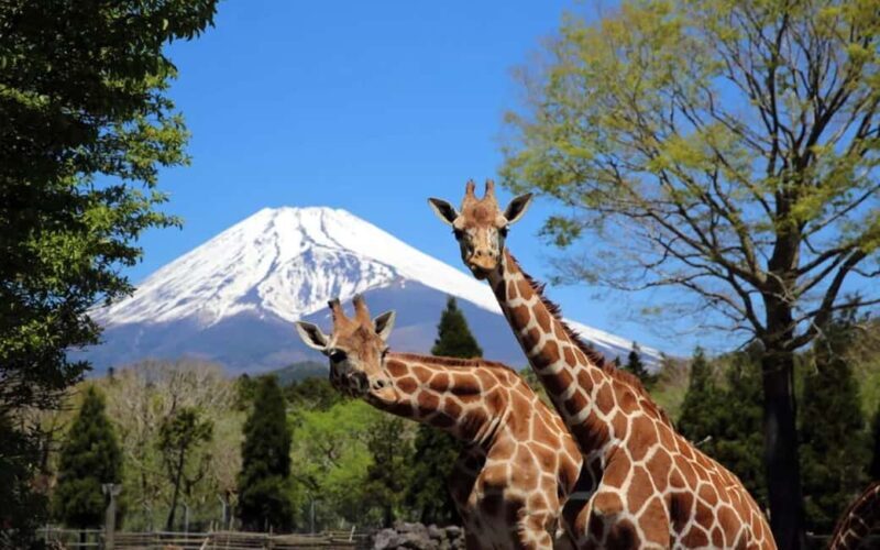 Tokyo:Customizable Private Day Trip to Mt.Fuji & Safari Park - Who This Tour Is Perfect For