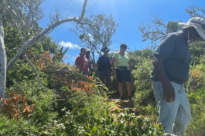 Tom Moores Jungle and Eco Tour - Exploring Bermuda’s Hidden Corners: A Deep Dive into the Jungle and Cave Adventure