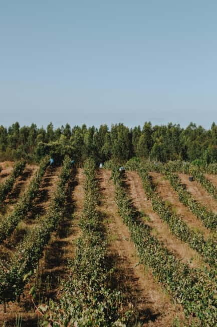 Tomar: Lunch among the vineyards - Final Thoughts: Who Should Consider This Tour?