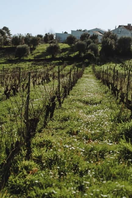 Tomar: Wine Picnic for Two - A Closer Look at the Wine Picnic Experience