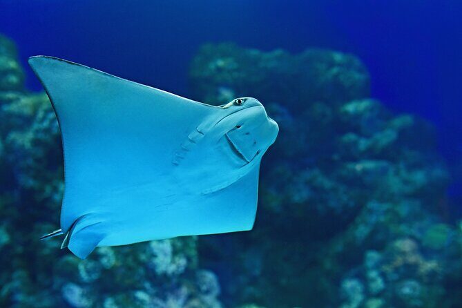 Tomb of the Pharaohs and Cairns Aquarium Combo - Who Is This Tour Best For?