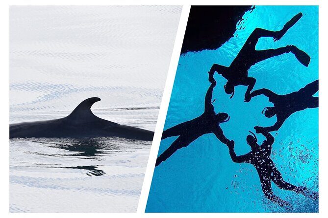 Top-Rated Snorkeling in Silfra & Whale Watching | Self-Drive from Reykjavik - Discover Iceland’s Aquatic Marvels: Whale Watching & Snorkeling in Silfra