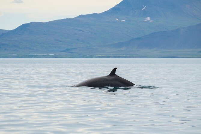 Top-Rated Snorkeling in Silfra & Whale Watching | Self-Drive from Reykjavik - Key Points
