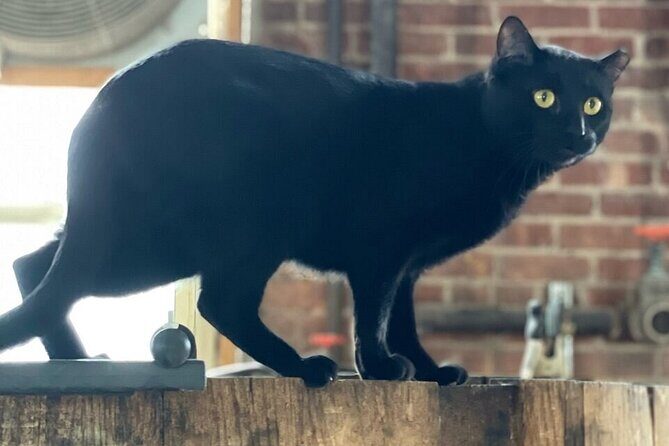 Top Shelf Distillery Tour - Key Points