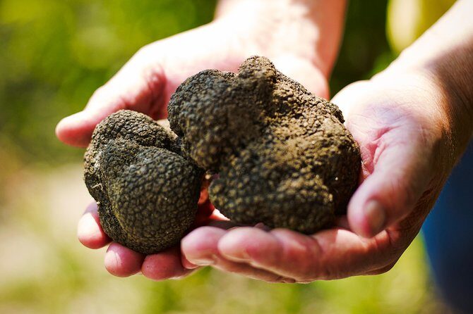 TOP TRUFFLES & WINE - Hunting & Tasting in Istria, Slovenia - Key Points