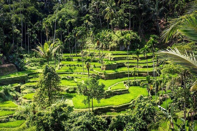 Top Ubud Attractions: Private Full-Day Guided Tour - An In-Depth Look at the Ubud Top Attractions Tour