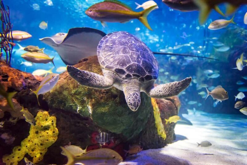 Toronto CityPASS®: Save up to 38% at 5 Top Attractions - Who Should Consider This Tour?