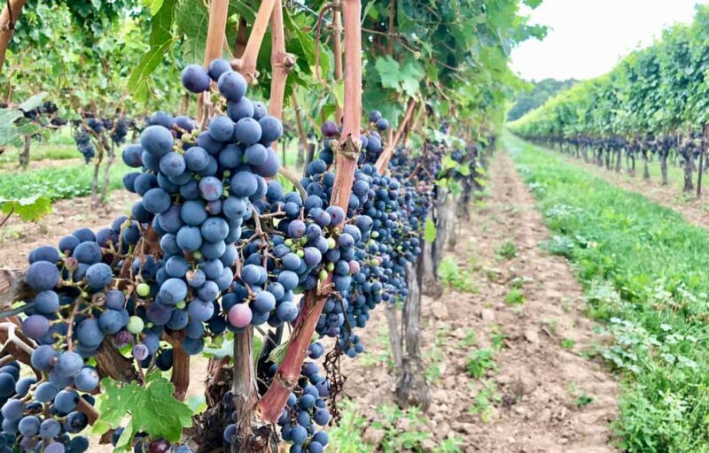 Toronto: Niagara-on-the-Lake, Wine Tasting & Chocolate Tour - Wrapping It Up