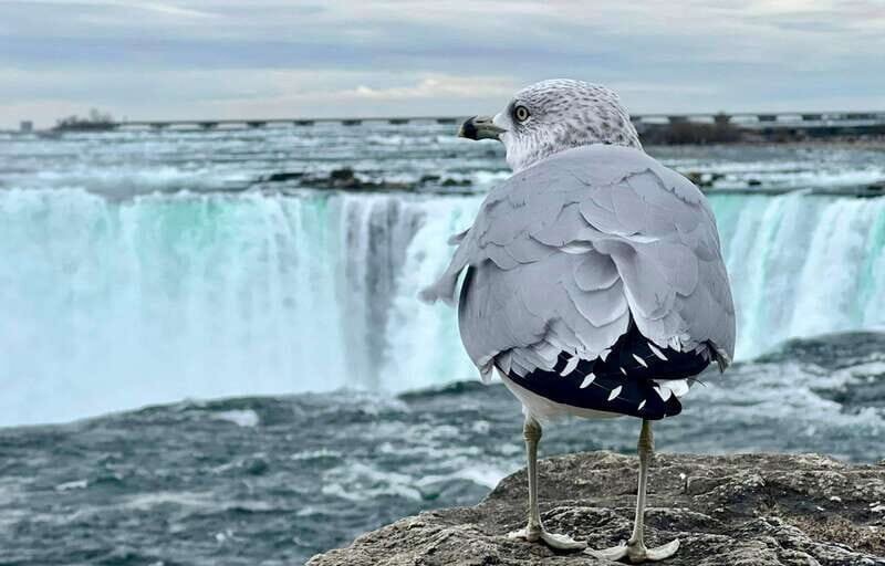 Toronto: Winter Niagara Falls Tour with Attractions Package - Exploring the Heart of the Niagara Falls Experience